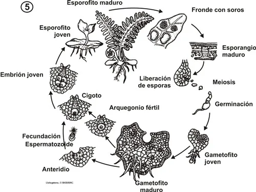 Las plantas sin semillas