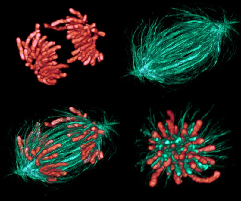 El núcleo. Mitosis y meiosis