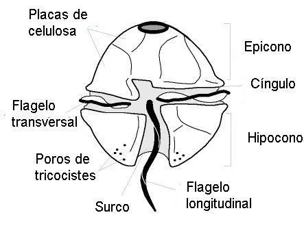 dinophyta