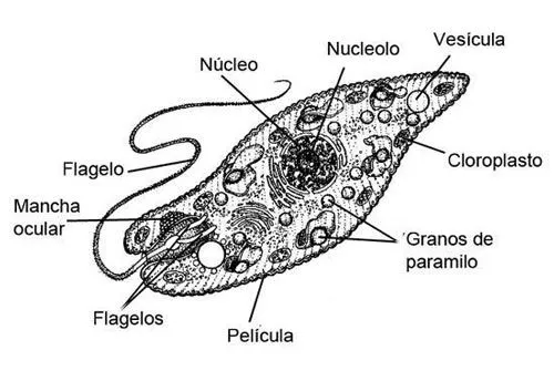 euglena