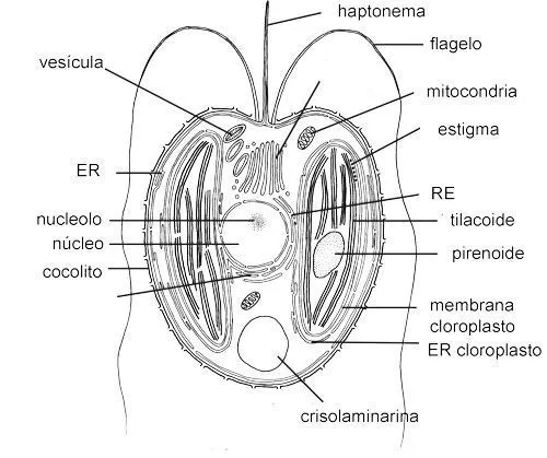 haptophyta