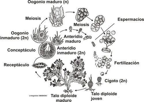 Imagen de un ciclo biológico digenético. Fucus