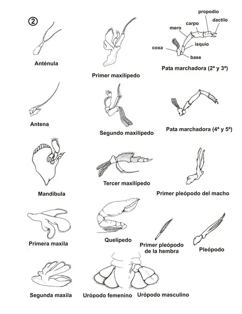 Apéndices de un decápodo