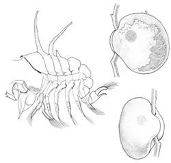 Dendrogastrida