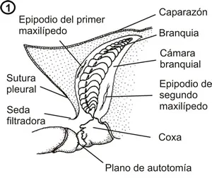 Branquias de un decápodo