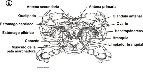 Anatomía interna de un decápodo