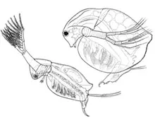 Daphnia