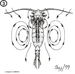 Movimientos alimenticios de un copépodo