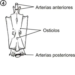 Corazón de decápodo