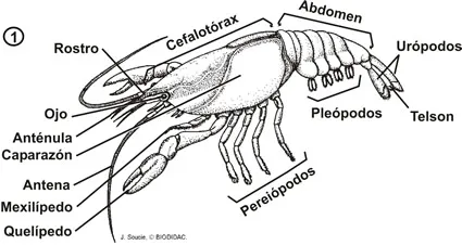 Estructura externa de un malacostráceo