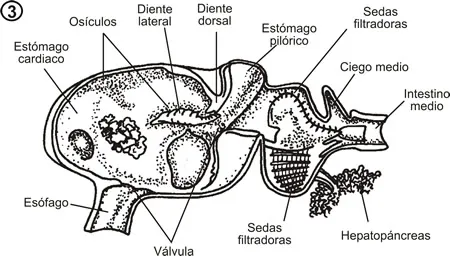 Estómago de un decápodo