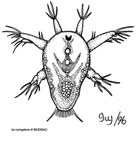 Larva nauplius