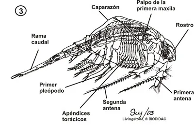 Nebalia bipes