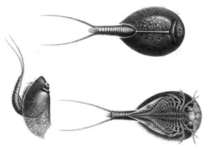 Notostraca