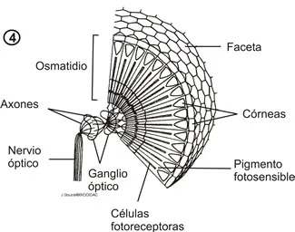 Ojo compuesto de artrópodo