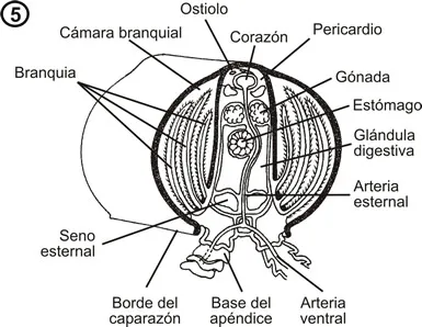 Sistema circulatorio de decápodo