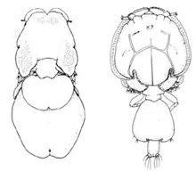 Siphonostomatoida II