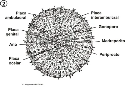 Hemisferio aboral de un erizo