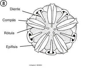 Vista ventral de la linterna