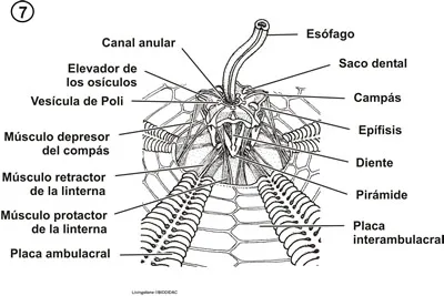 Linterna de Aristóteles