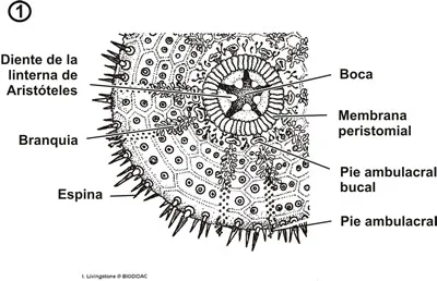 Hemisferio oral de un erizo