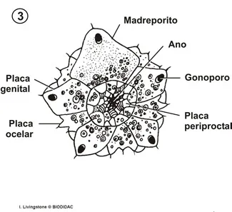 Periprocto de un erizo