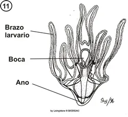 Larva equinopluteus