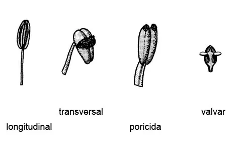 Dehiscencia de las anteras en el estambre