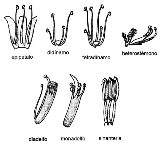 Disposición de los estambres en la flor