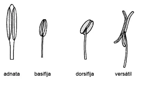 Posición de las anteras en el estambre