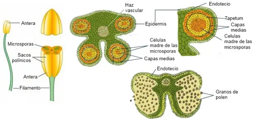 Anatomía del estambre