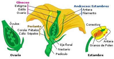 Partes de la flor