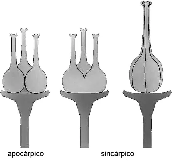 Gineceo apocárpico y sincárpico