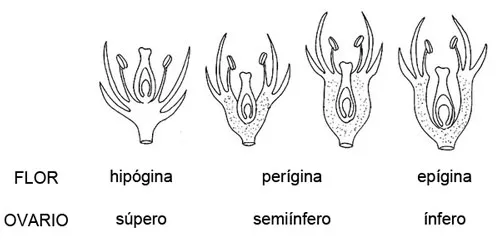 Tipos de receptáculo según la flor