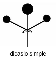 Inflorescencia de tipo dicasio simple