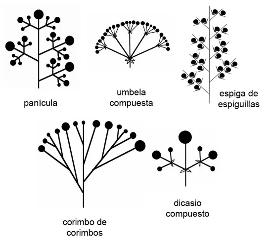 Inflorescencias compuestas homogéneas