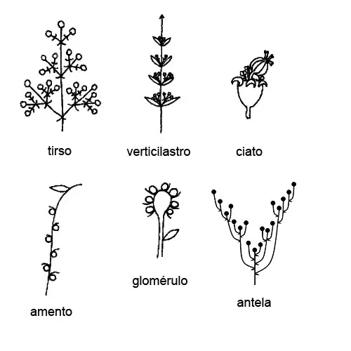 Inflorescencias compuestas