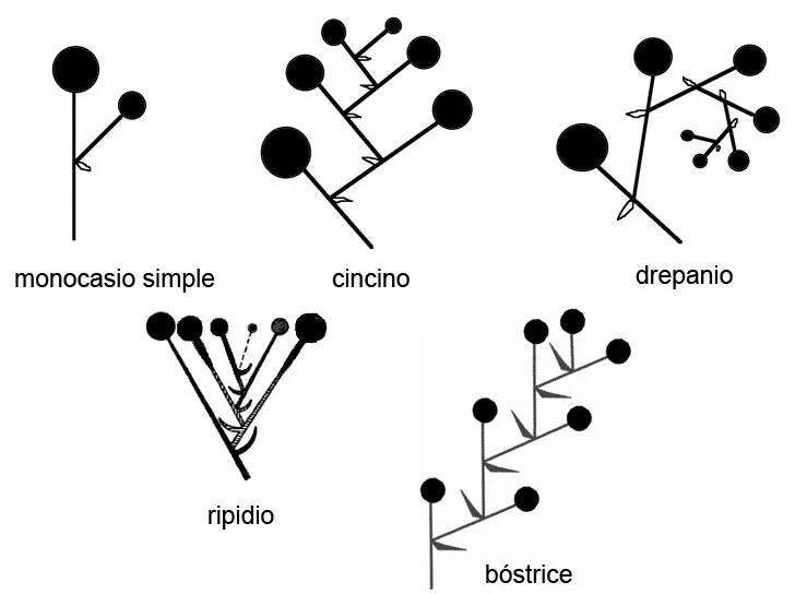 Inflorescencias de tipo monocasio: rifidio, bóstrix o bóstrice, monocasio simple, drepanio y cincino