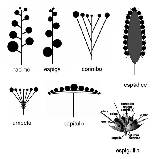 Inflorescencia de tipo dicasio simple