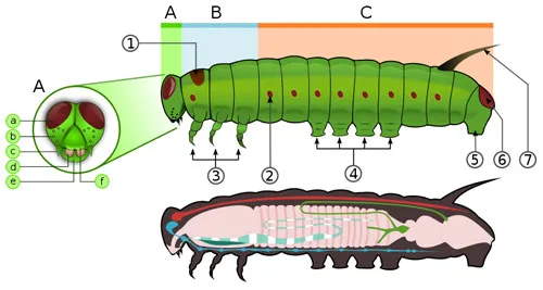 Oruga de mariposa