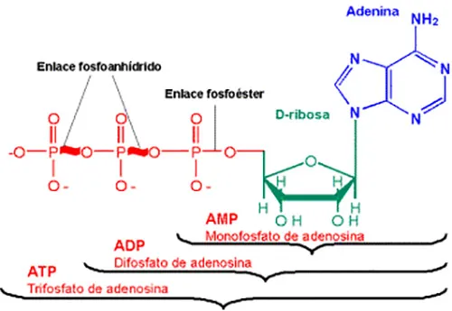 Esquema de la molécula de ATP, ADP y AMP