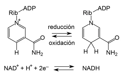 Reacciones redox de dinucleótido de nicotinamida adenina NAD NADH