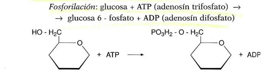 reacciones de fosforilación