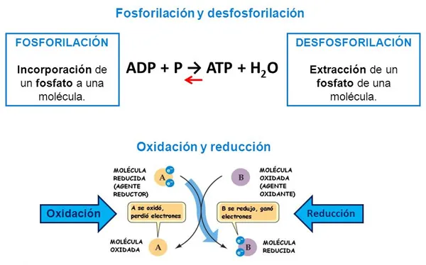 Reacciones energéticas en los seres vivos