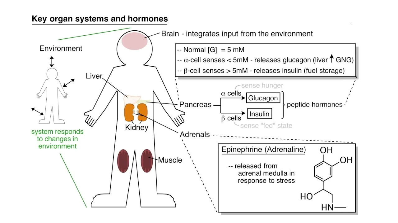 Regulación del metabolismo