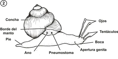 Morfología externa de un gasterópodo terrestre