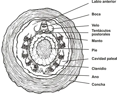 Anatomía de la parte ventral