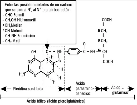 Estructura del ácido fólico