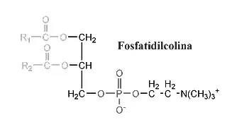 Estructura de la fosfatidilcolina