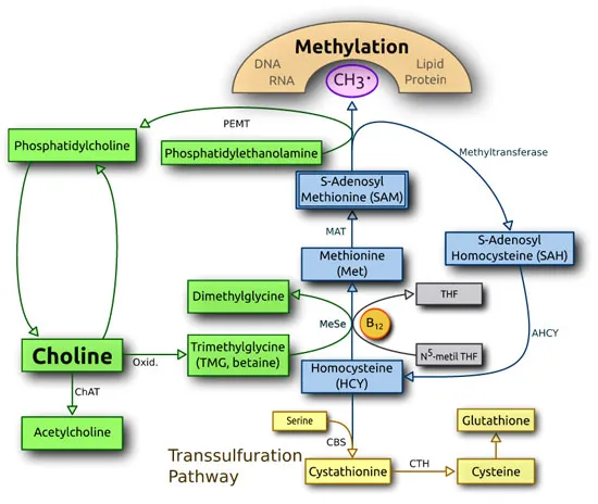 Metabolismo de la colina